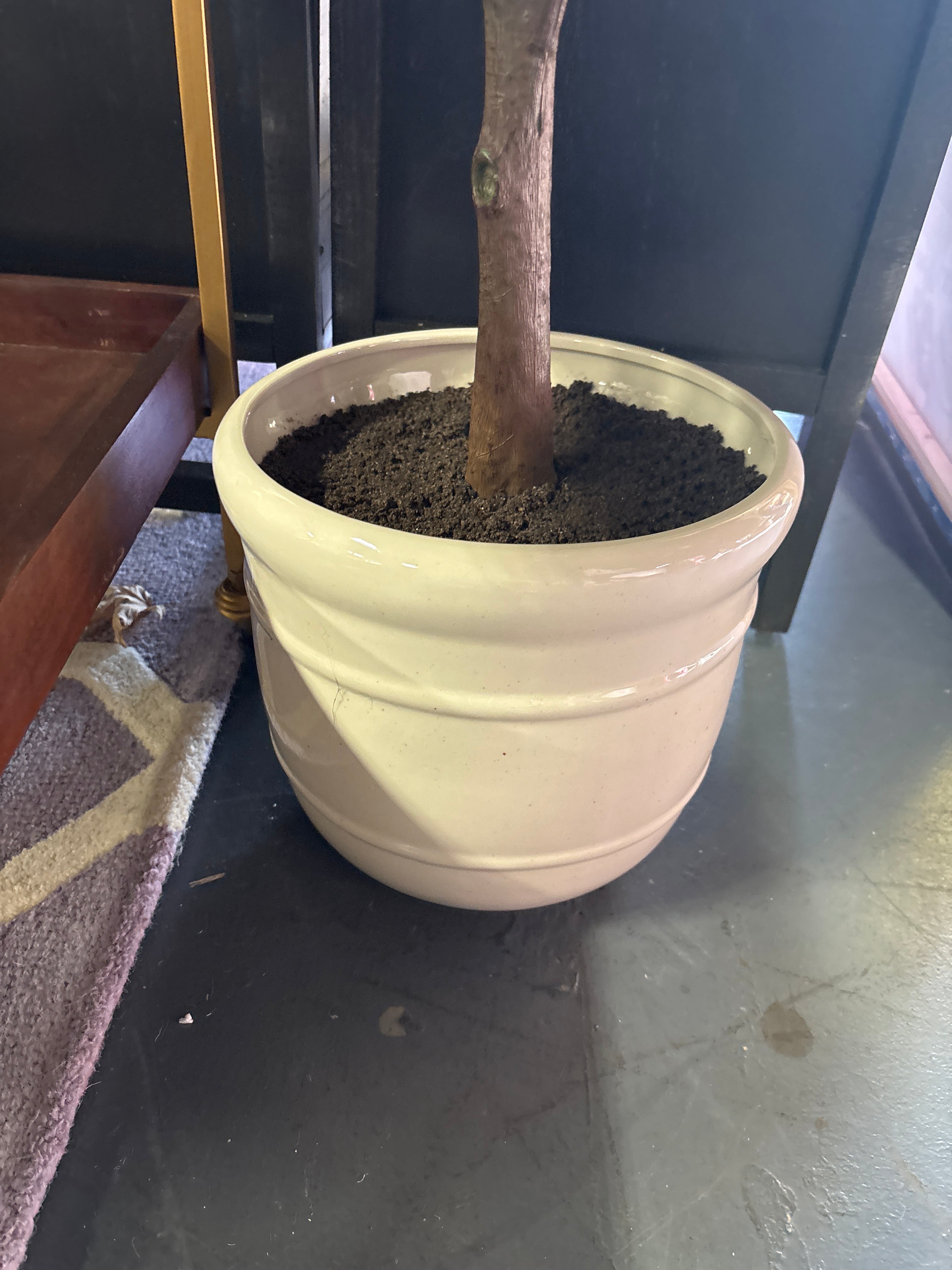 72" Faux Potted Rubber Tree SHOWROOM ITEM