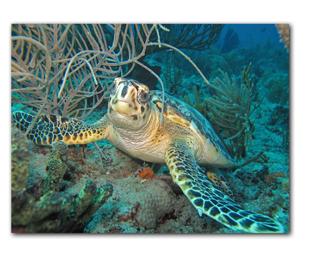 Christopher Doherty 24 x 32 'Turtle' Canvas Wall Art