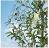 1PC Artificial Olive Trees, Tall Plant Potted Tree with White Planter