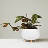 White Planter with Wood Feet