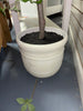 8' Faux Gypsophila Leaf Potted Tree SHOWROOM ITEM