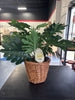 Studio McGee 18” Philodendron Decorative Plant in Basket SHOWROOM ITEM