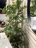 8' Faux Gypsophila Leaf Potted Tree SHOWROOM ITEM