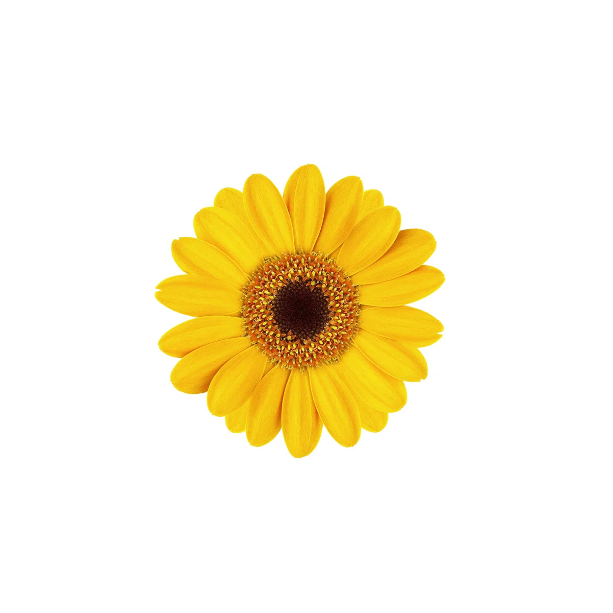 " Beautiful Gerbera Flower "