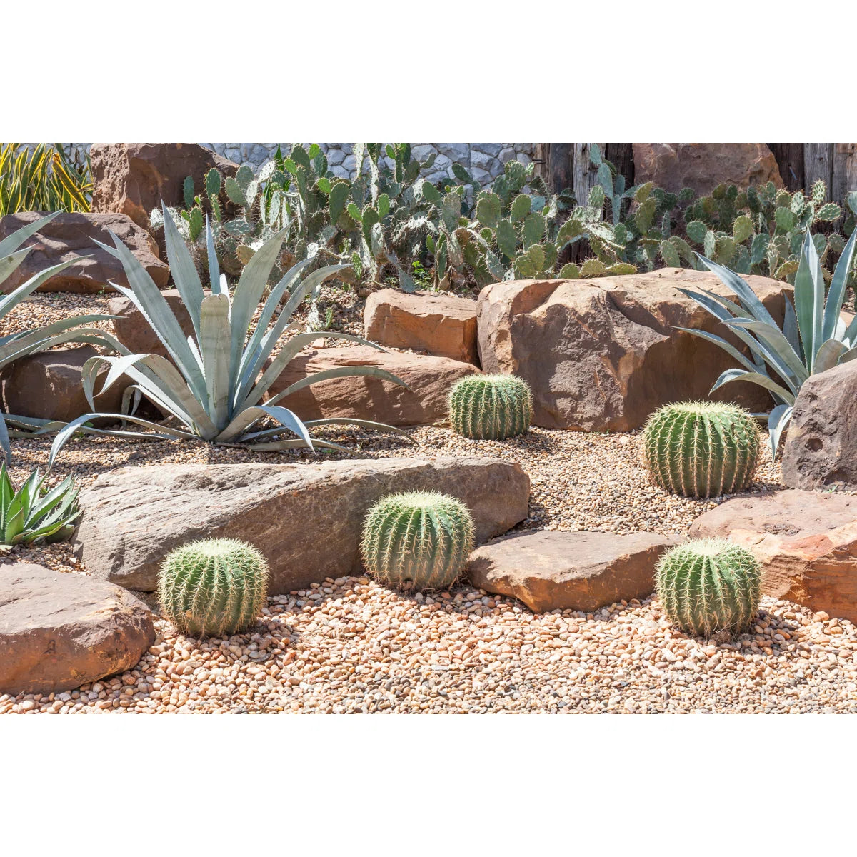32" x 48" Cactus In Botanical Garden by Union Rustic SHOWROOM ITEM