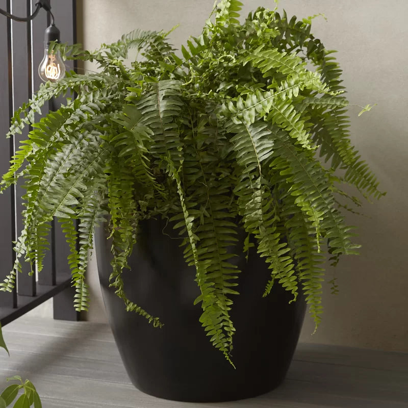 Black Cogdill Fiberglass Pot Planter
