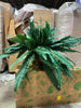 Boston Fern (Set of 2) 2 BOXES