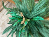 Boston Fern (Set of 2) 2 BOXES
