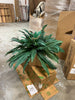 Boston Fern (Set of 2) 2 BOXES