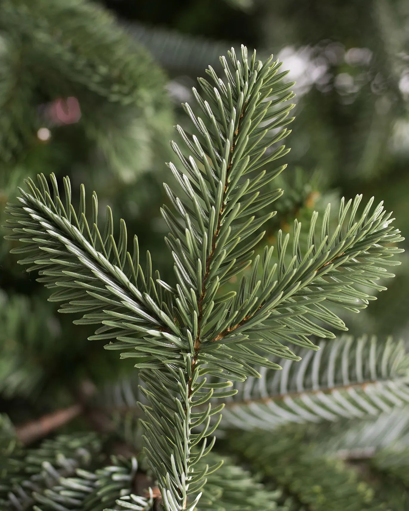 European Fir Christmas Tree Partial only