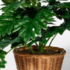 Studio McGee Philodendron Decorative Plant, final cut