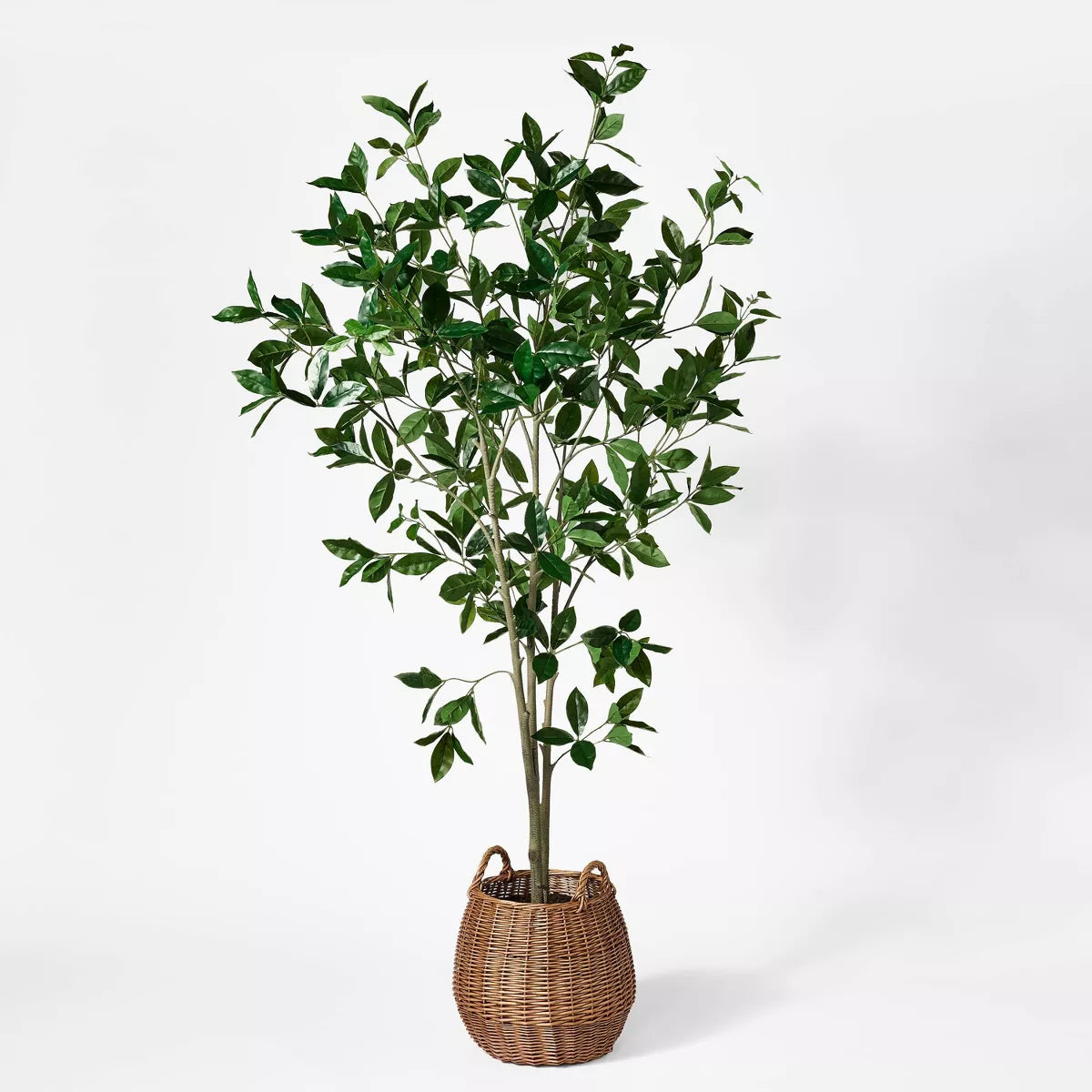 Bay Leaf Tree in Basket SHOWROOM ITEM
