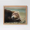 Bear Photography Framed Art Brown