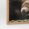 Bear Photography Framed Art Brown