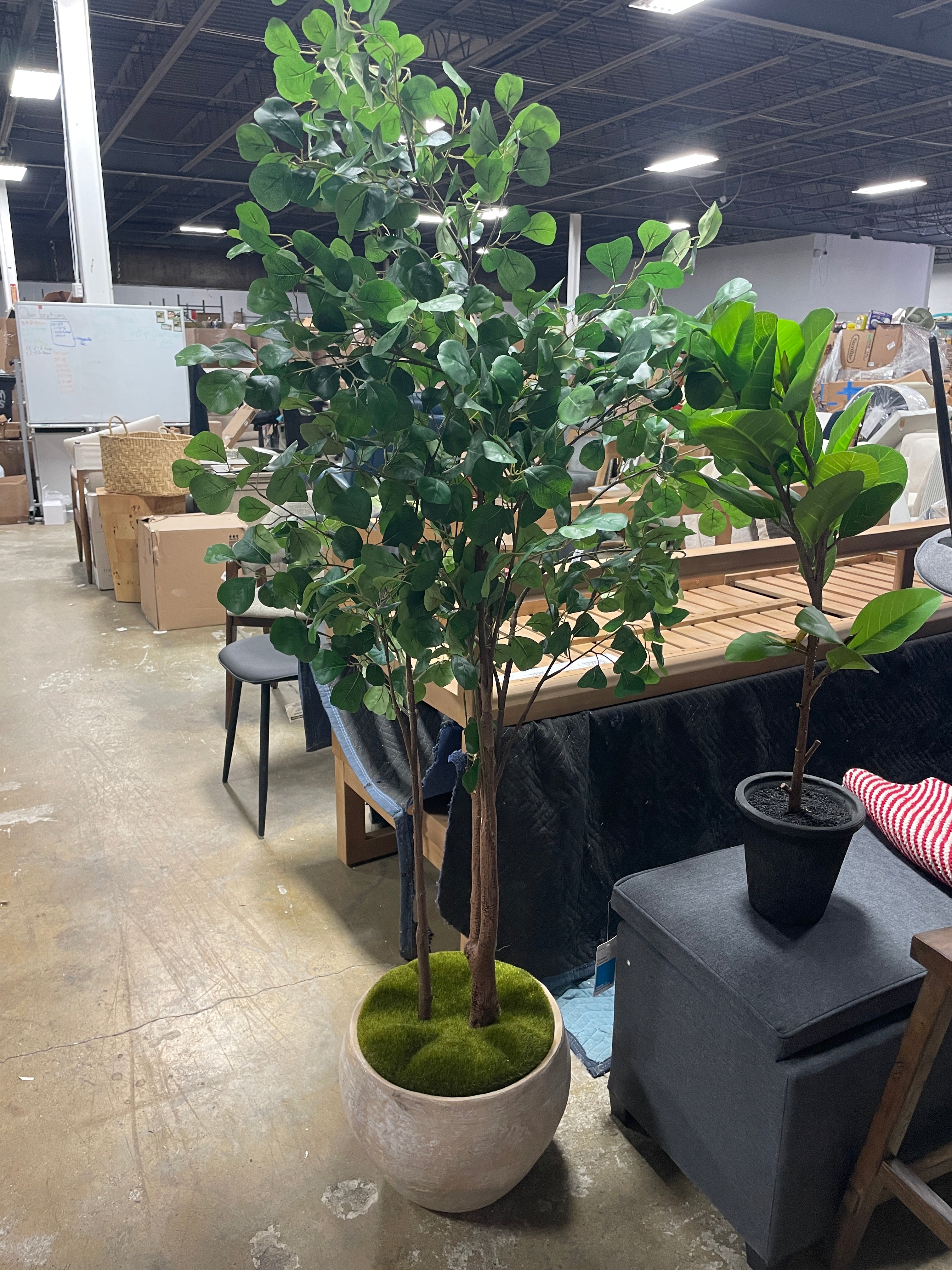 72" Artificial Ficus Tree - Threshold™ designed with Studio McGee SHOWROOM ITEM