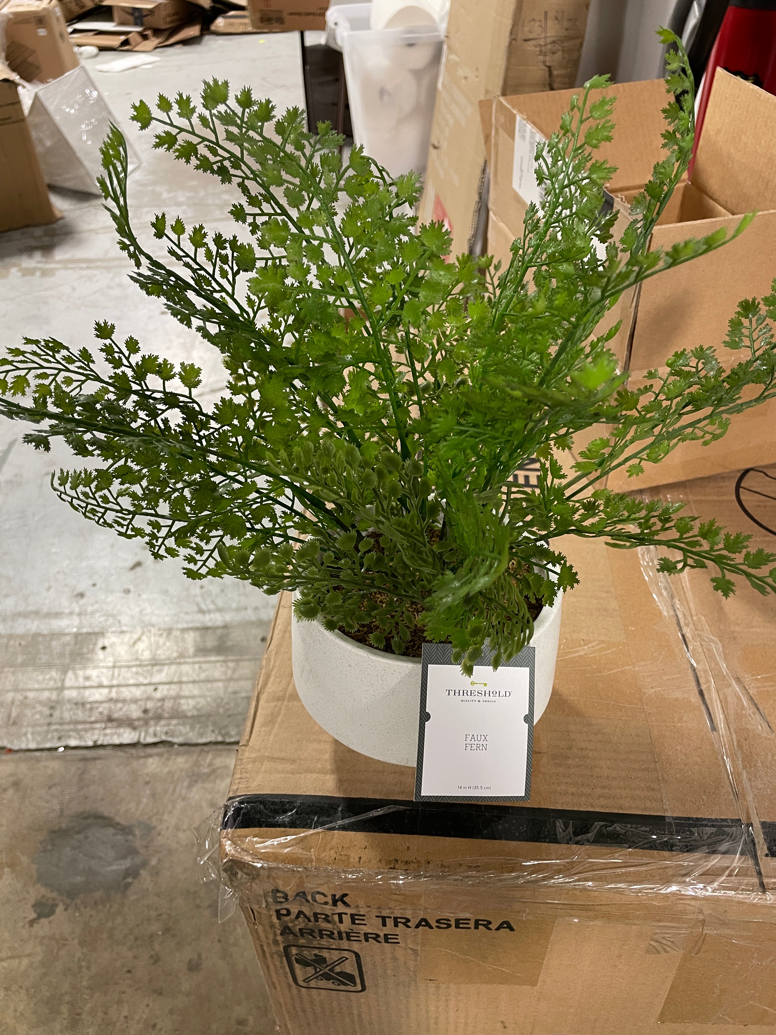 14" Boston Fern - Tabletop Arrangement, Final Cut