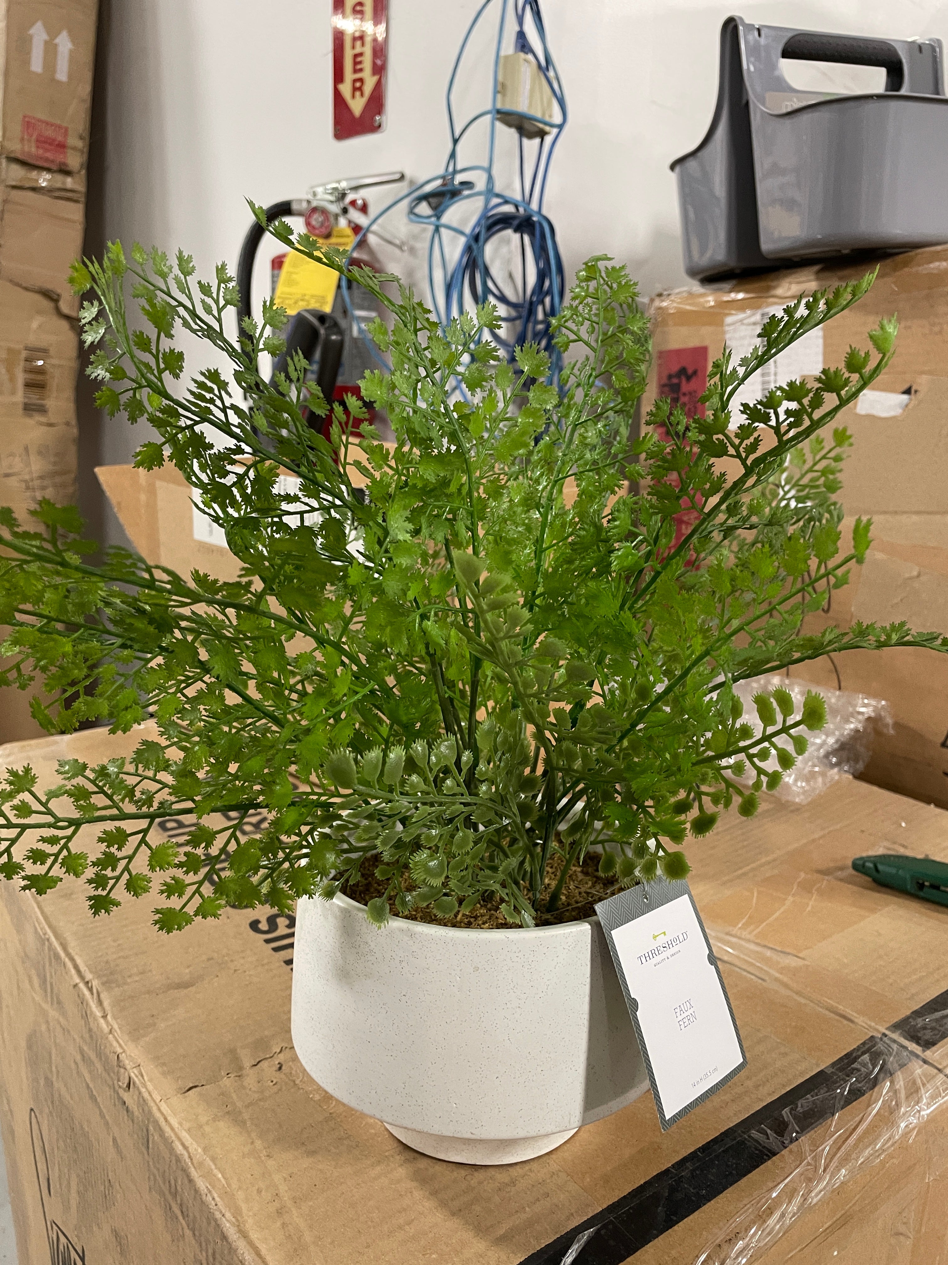 14" Boston Fern - Tabletop Arrangement, Final Cut