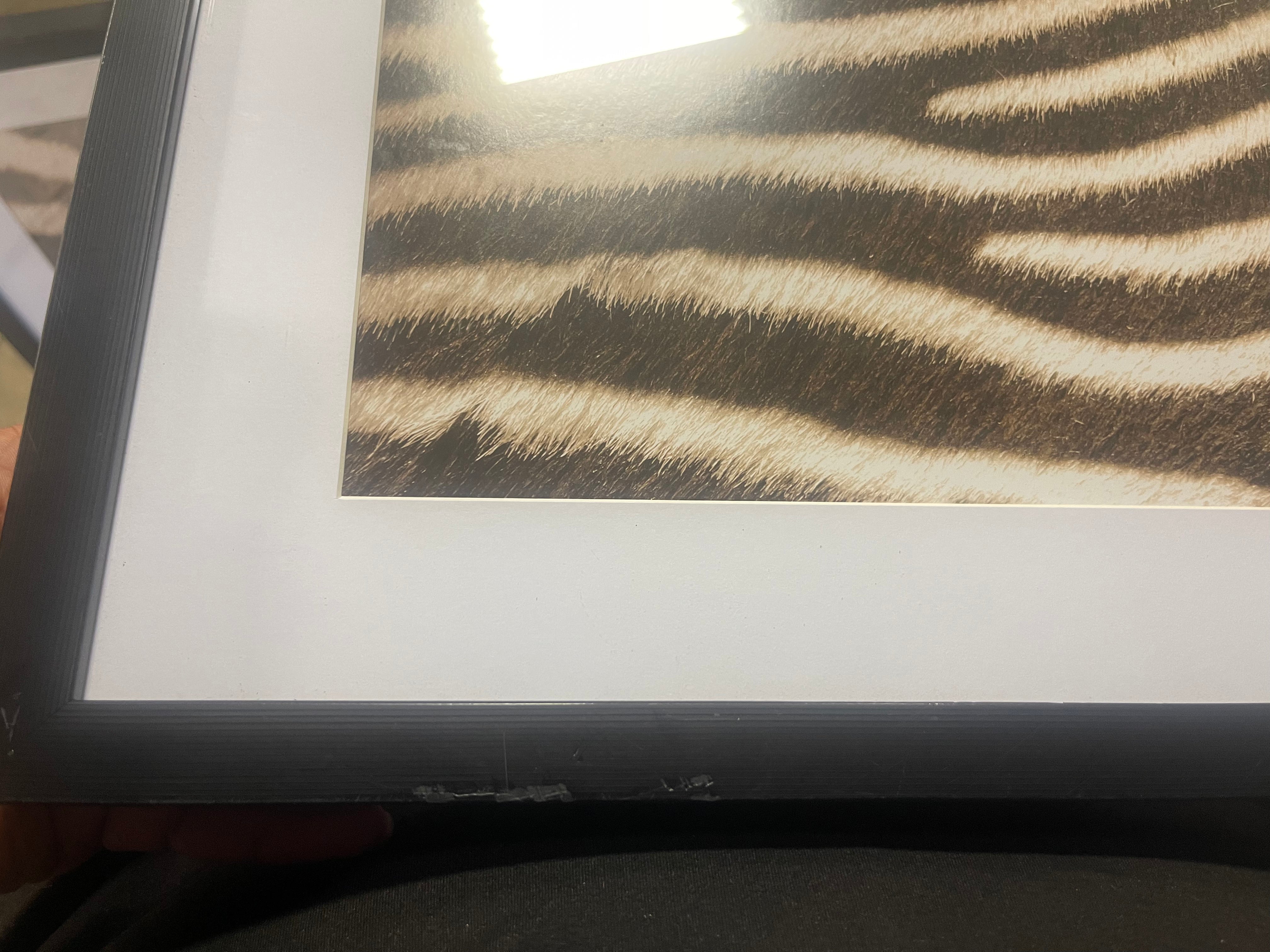 2pc Zebra Close up Glass Framed Wall Posters: Modern Animal Photography Prints