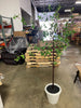 Ficus Artificial Tree