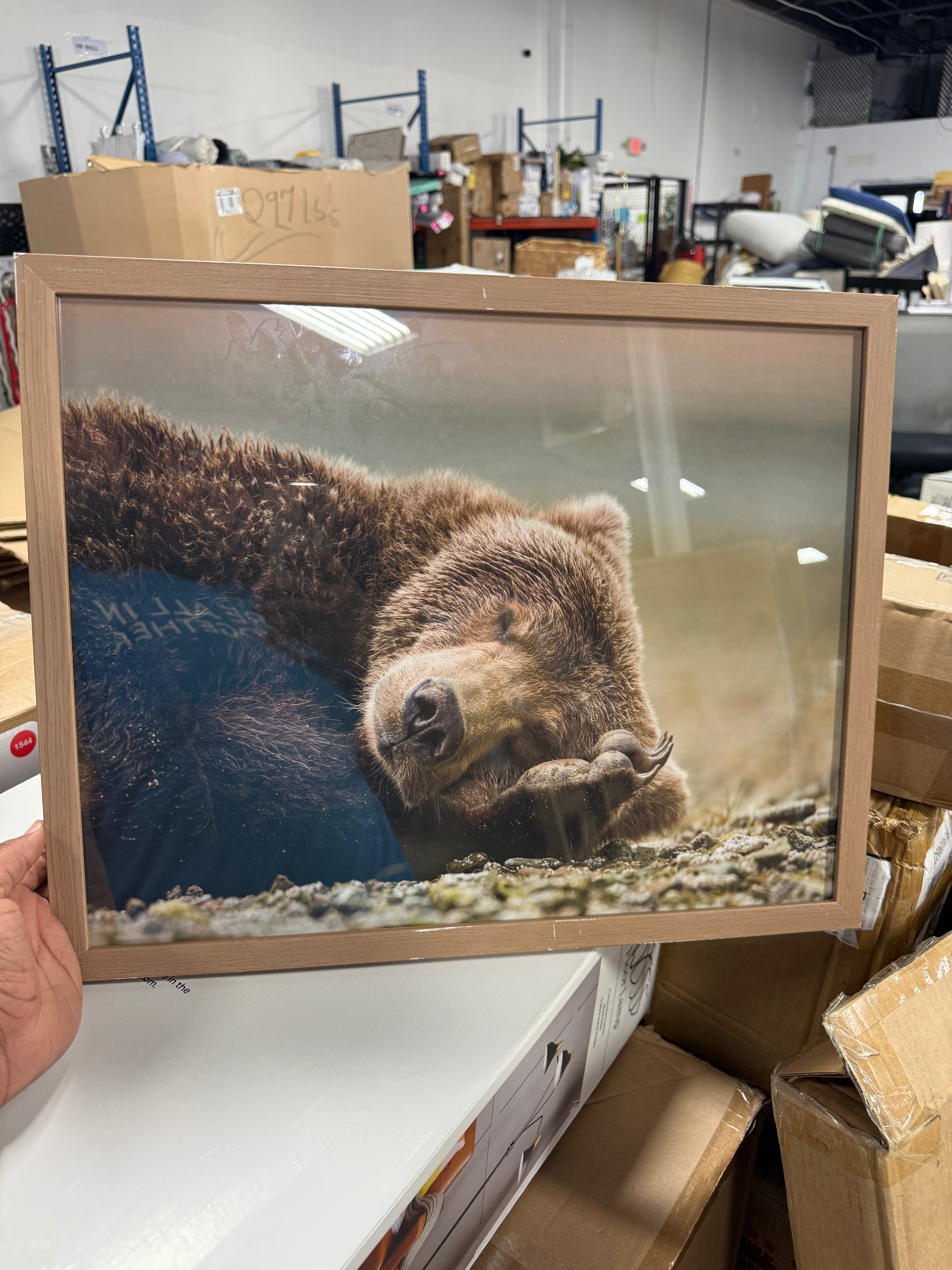 Bear Photography Framed Art Brown - Animal Wall