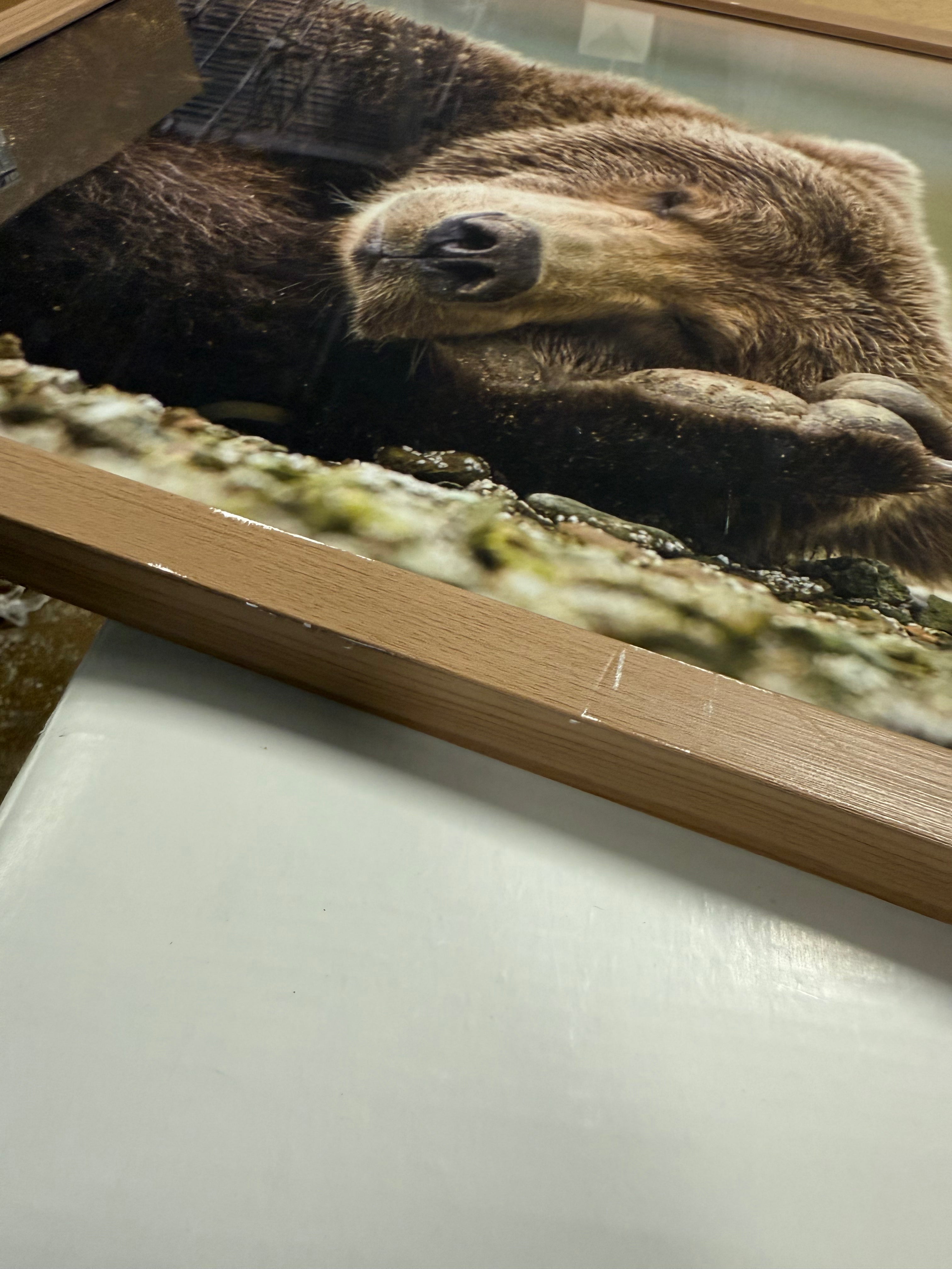 Bear Photography Framed Art Brown - Animal Wall