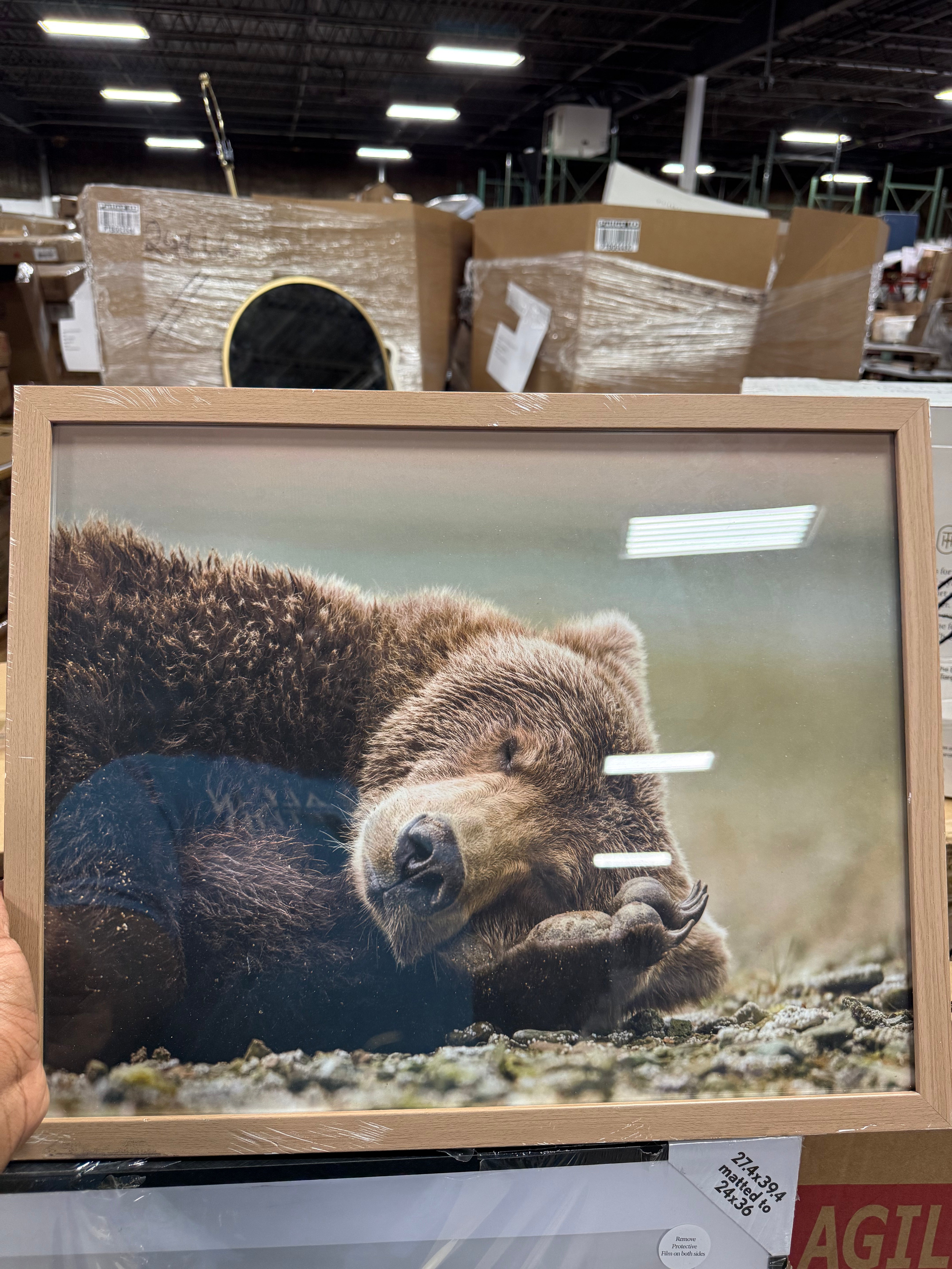 Bear Photography Framed Art Brown - Animal Wall