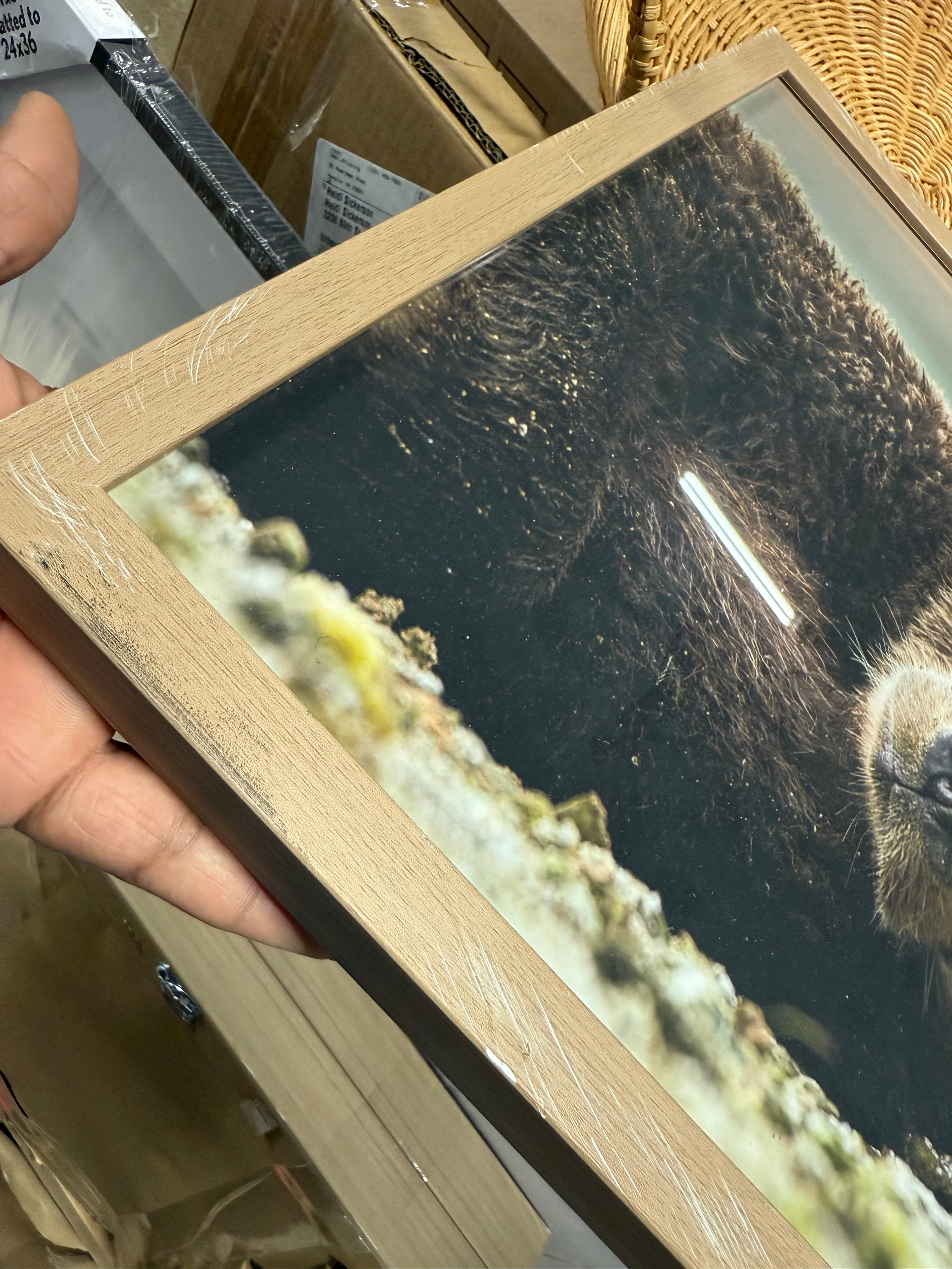 Bear Photography Framed Art Brown - Animal Wall