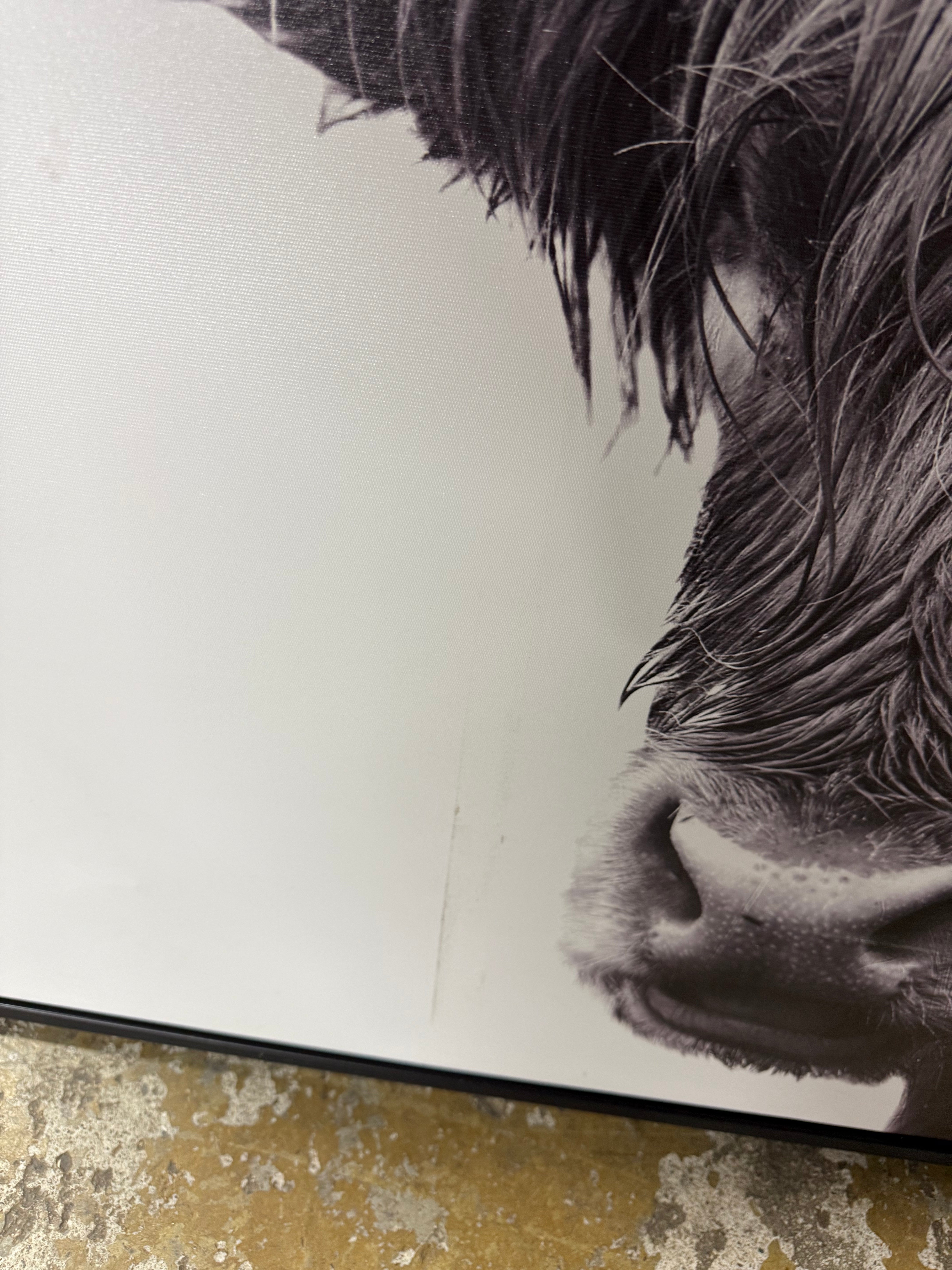 Highland Cow Framed Canvas