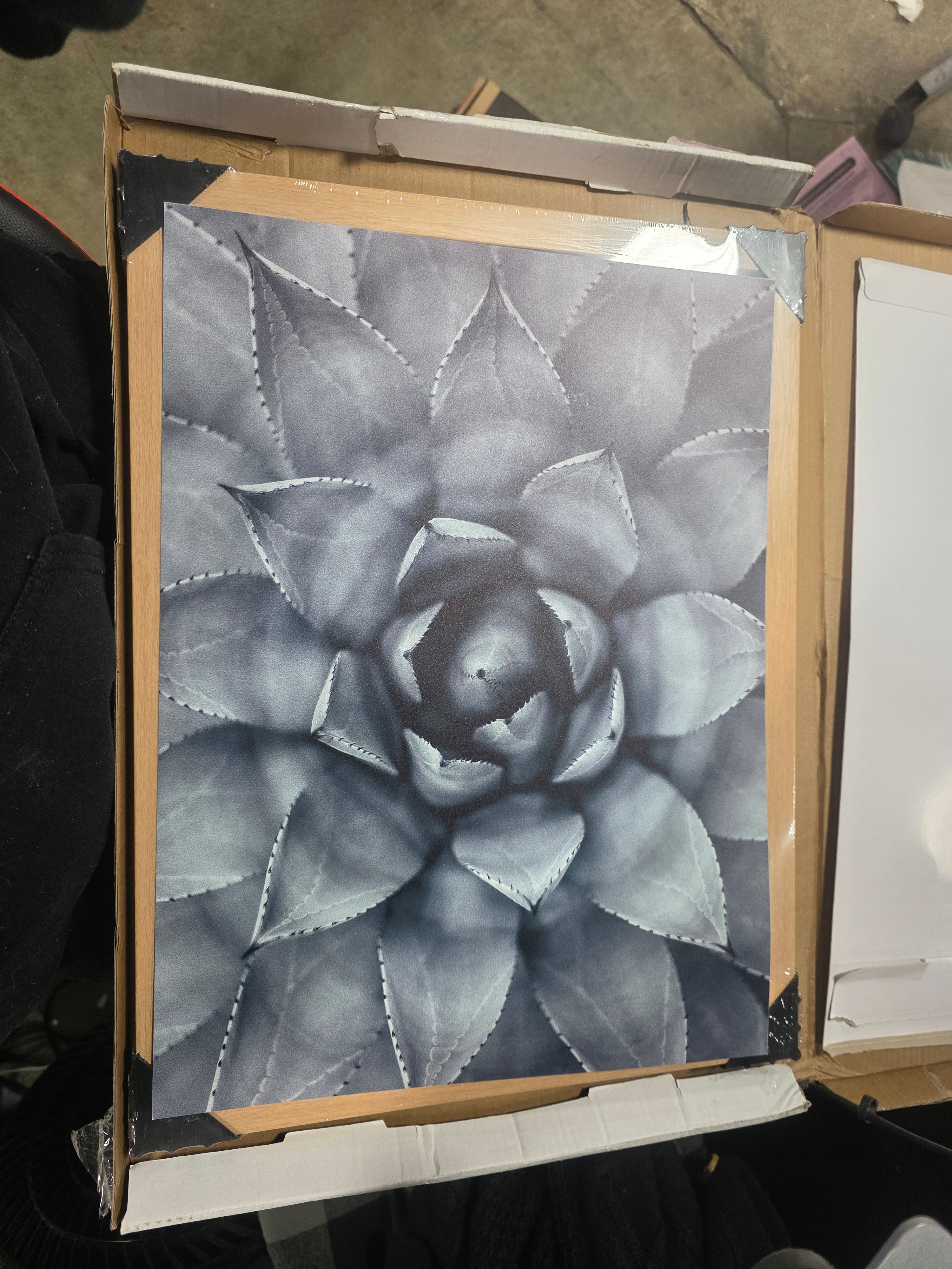 Succulent " Monochrome Succulent Plant "