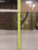 Aanis Spring Reflection On Canvas by Carol Rowan Print (final cut, no further discounts)
