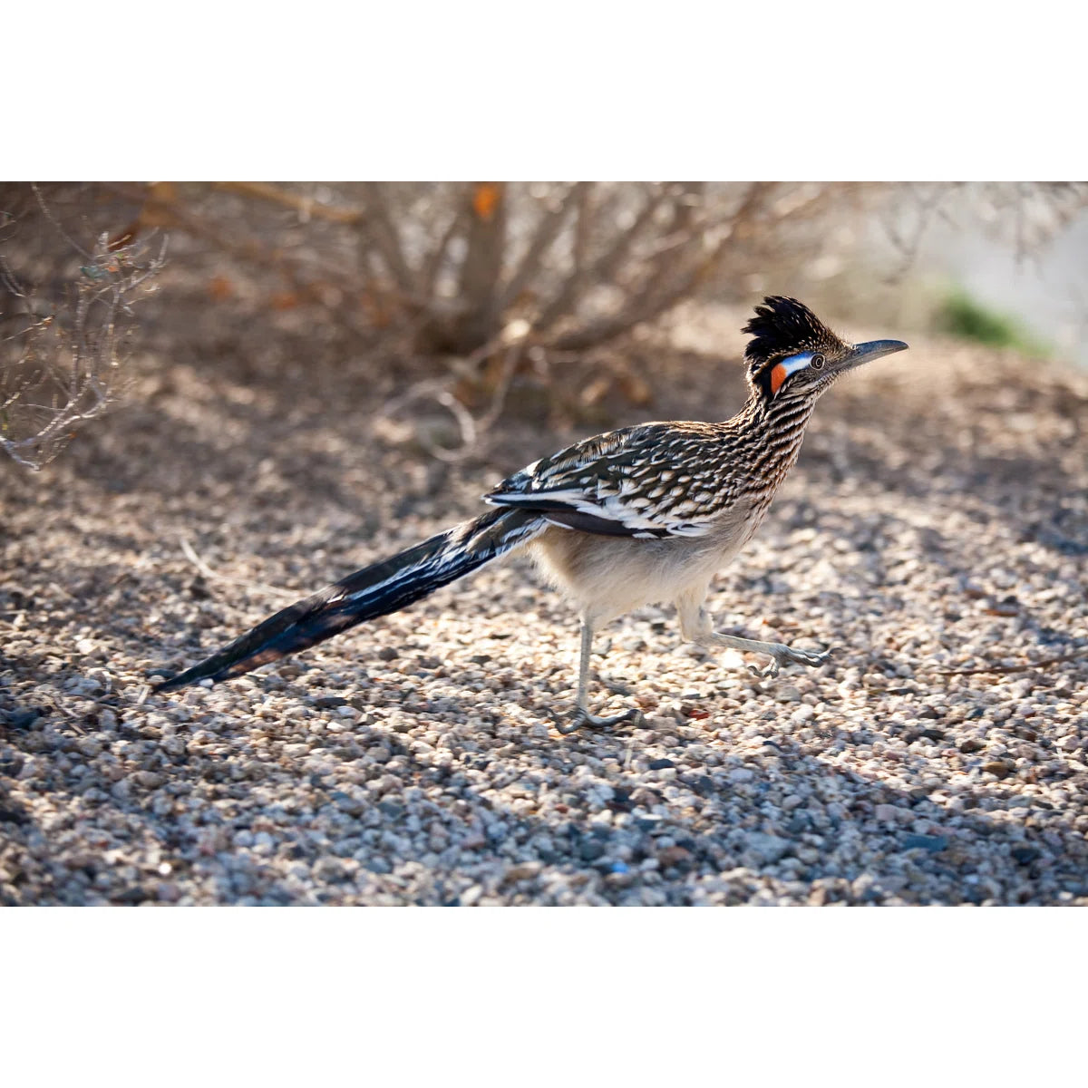 Road Runner by Jzabloski