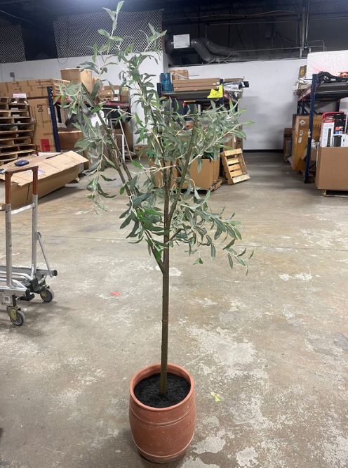 Olive Artificial Tree with Cement Pot, 72"