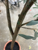 Olive Artificial Tree with Cement Pot, 72