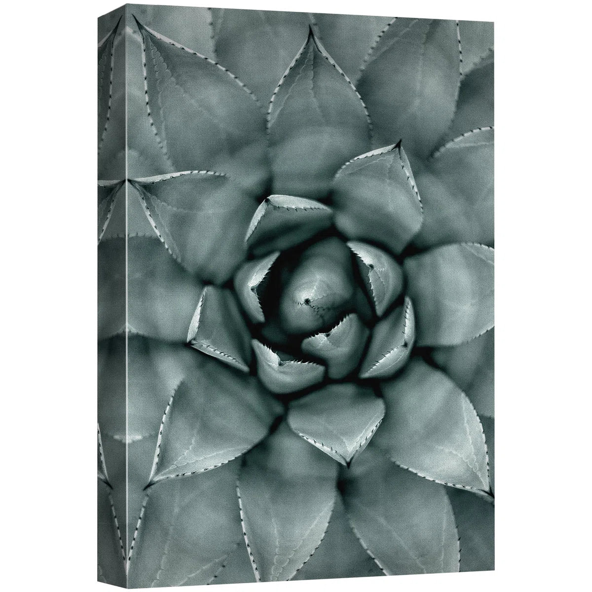 Succulent " Monochrome Succulent Plant "