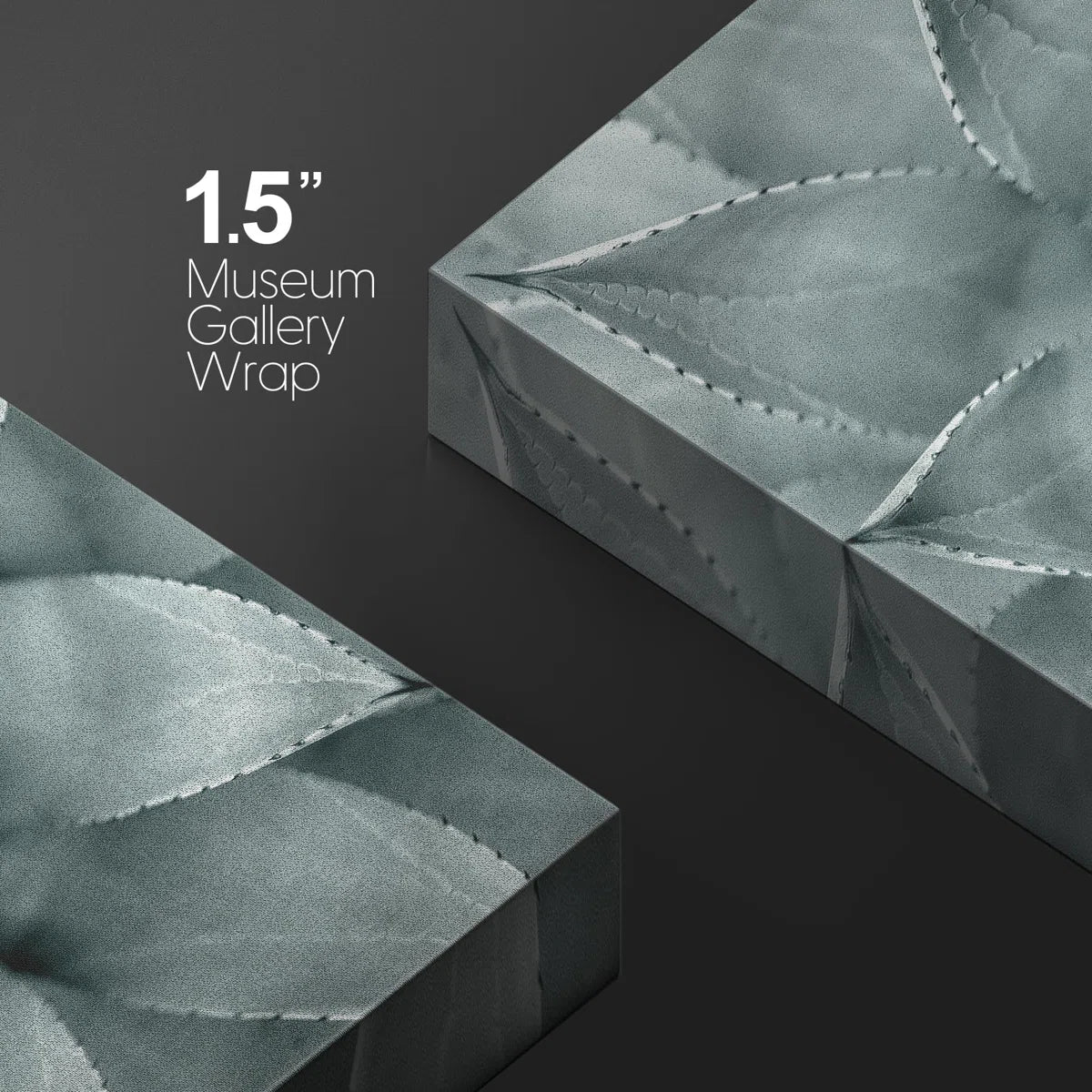 Succulent " Monochrome Succulent Plant "