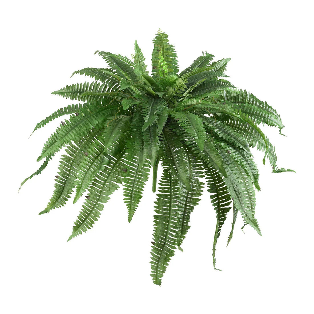 Boston Fern (Set of 2) 2 BOXES