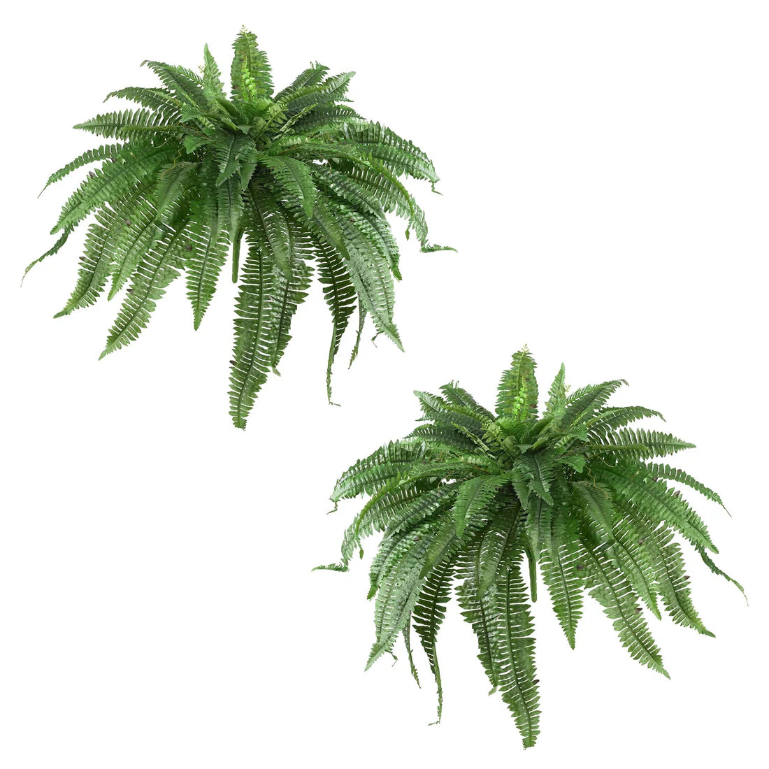 Boston Fern (Set of 2) 2 BOXES