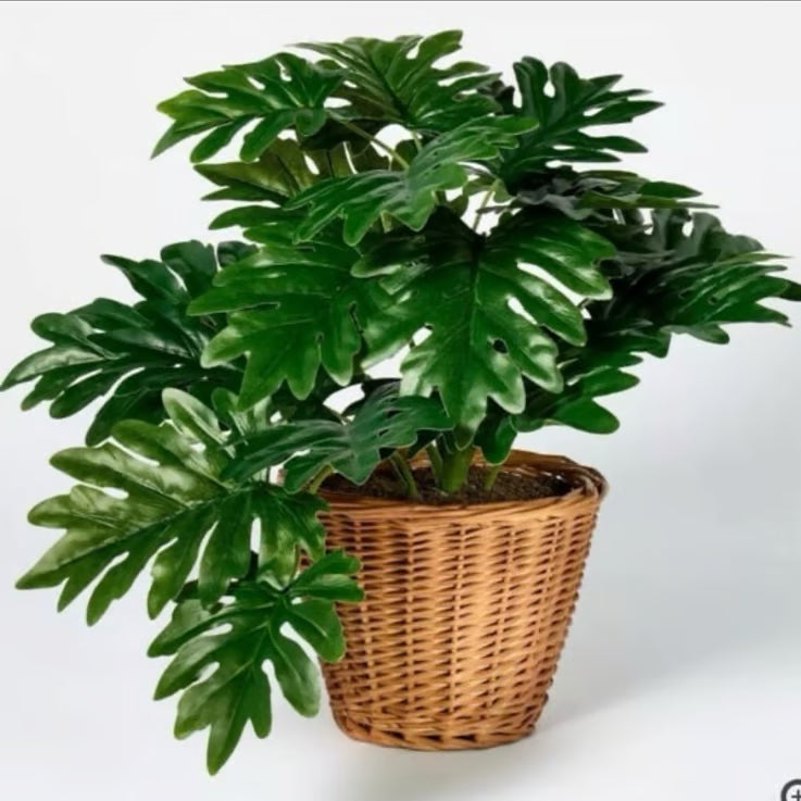 Studio McGee 18” Philodendron Decorative Plant in Basket SHOWROOM ITEM