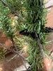 Premium Artificial Pre-Lit Pine Christmas Tree w/ 1,000 Tips, 250 Lights