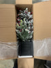 Unlit Flocked Stockhorn Artificial Christmas Tree: Pinecones, Berries, Sheltered Outdoor Use