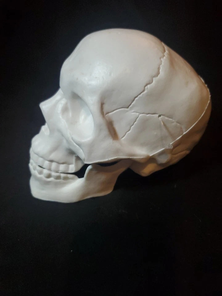 Halloween Decorative Prop SKULL White
