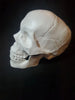 Halloween Decorative Prop SKULL White