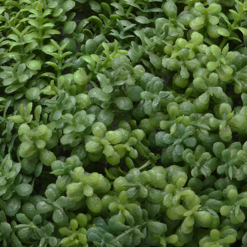 16" Artificial Boxwood Topiary in Planter RM289