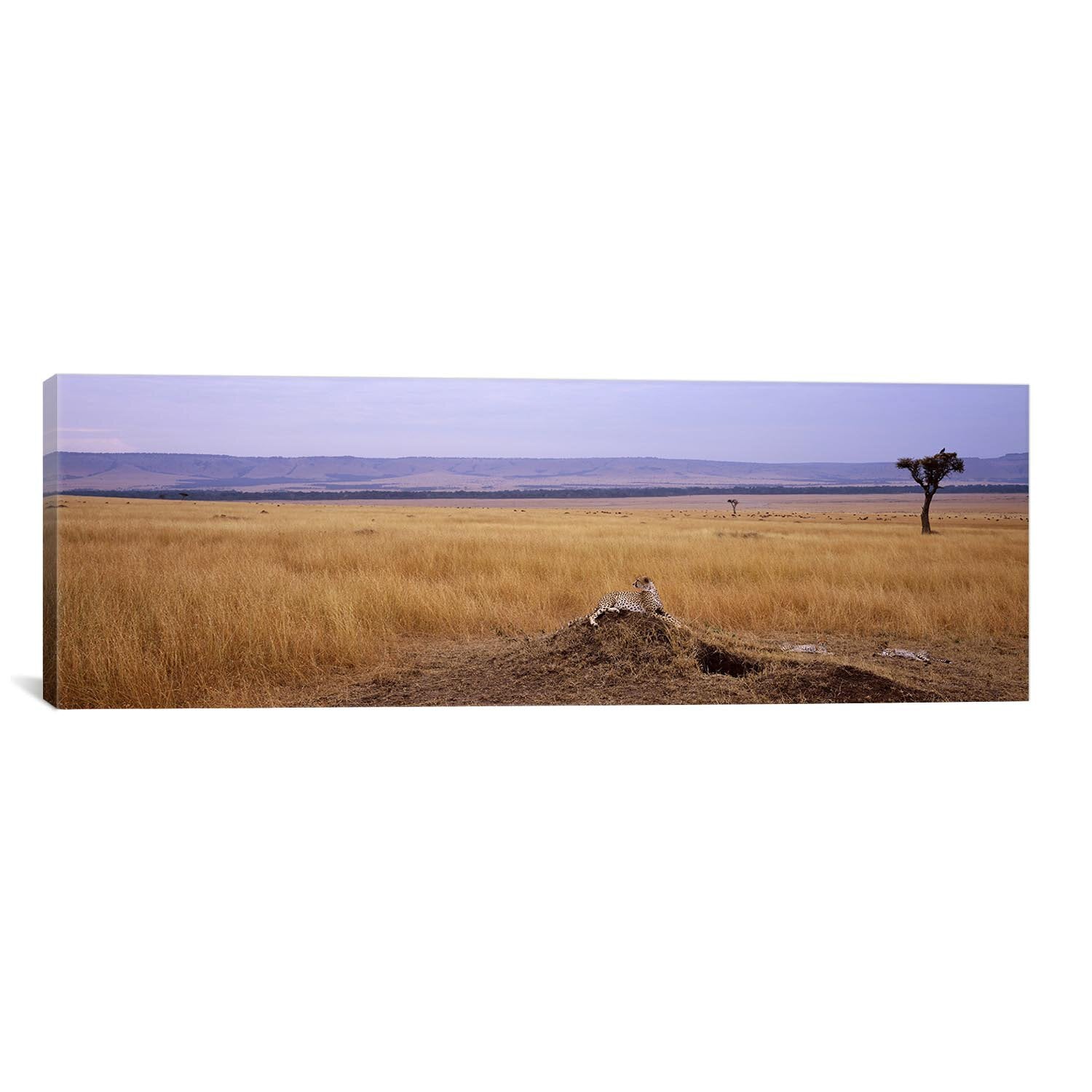 16" H x 48" W x 0.75" D  Cheetah Photographic Print on Canvas RM233