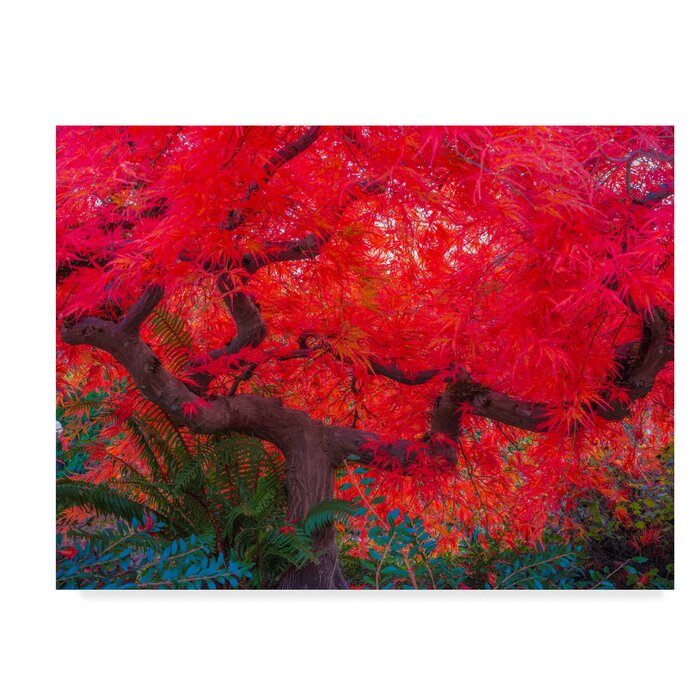 'Japanese Maple Red' Photographic Print on Wrapped Canvas #LX3088