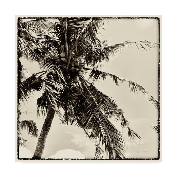 'Palm Tree Sepia II' Photographic Print on Wrapped Canvas LX4763
