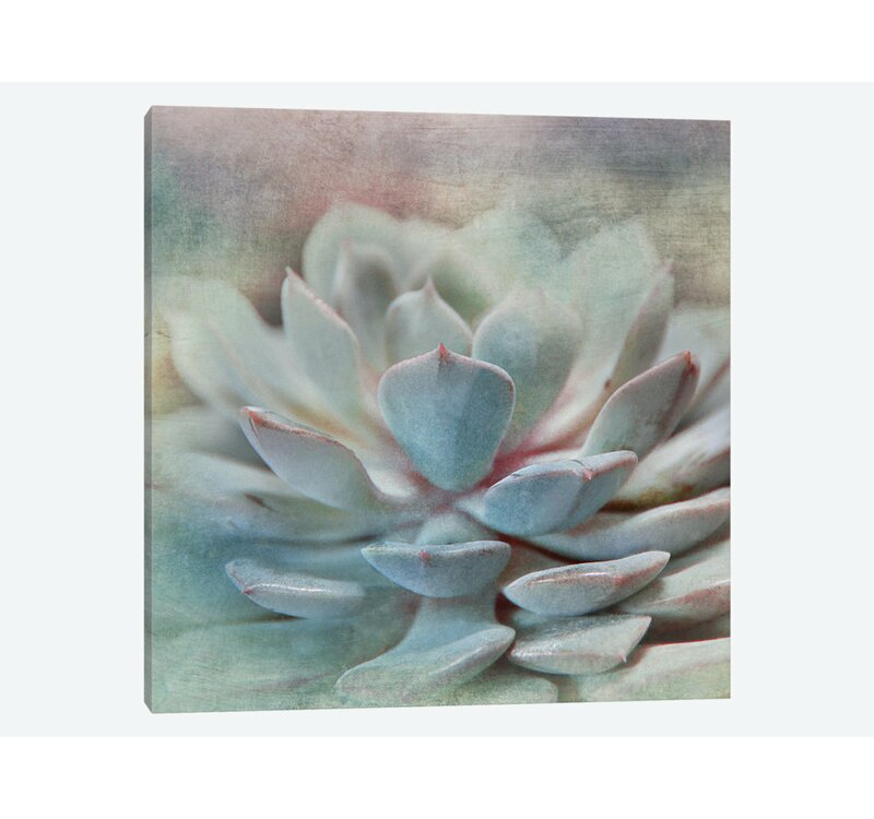 'Pastel Succulent I' Graphic Art Print on Canvas RA182