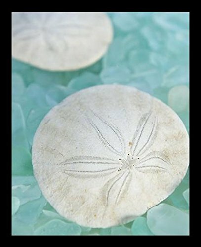 'Seaglass 3 (Sand Dollar)' - Picture Frame Graphic Art Print Poster on Paper #CR1232