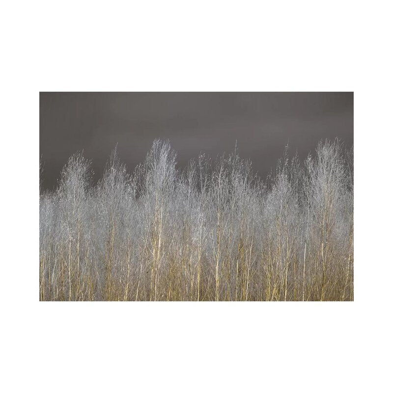 26" H x 40" W x 0.75" D Gray;Grey;Silver;Sycamore;Dingley Green 'Silver Forest' Print on Canvas CL735