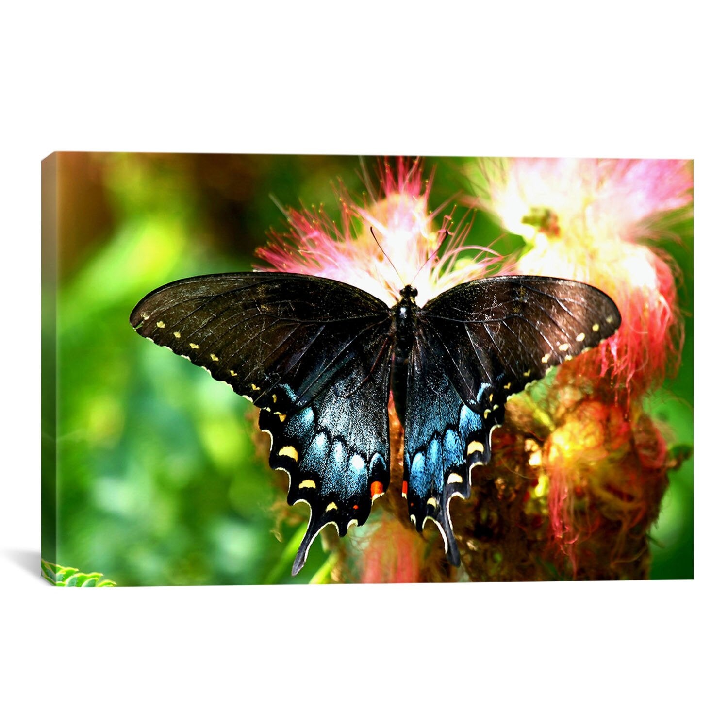 12" H x 18" W x 0.75" D 'Swallowtail Butterfly' Photograph on Canvas K6923